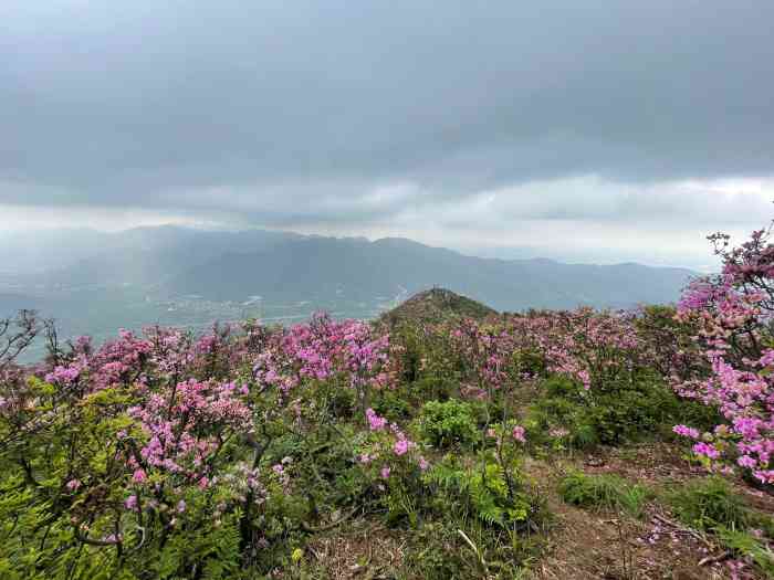 来金峨山看杜鹃花