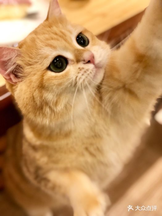 淘喵喵·猫咪咖啡馆猫舍(徐汇店)猫店长肉小松图片