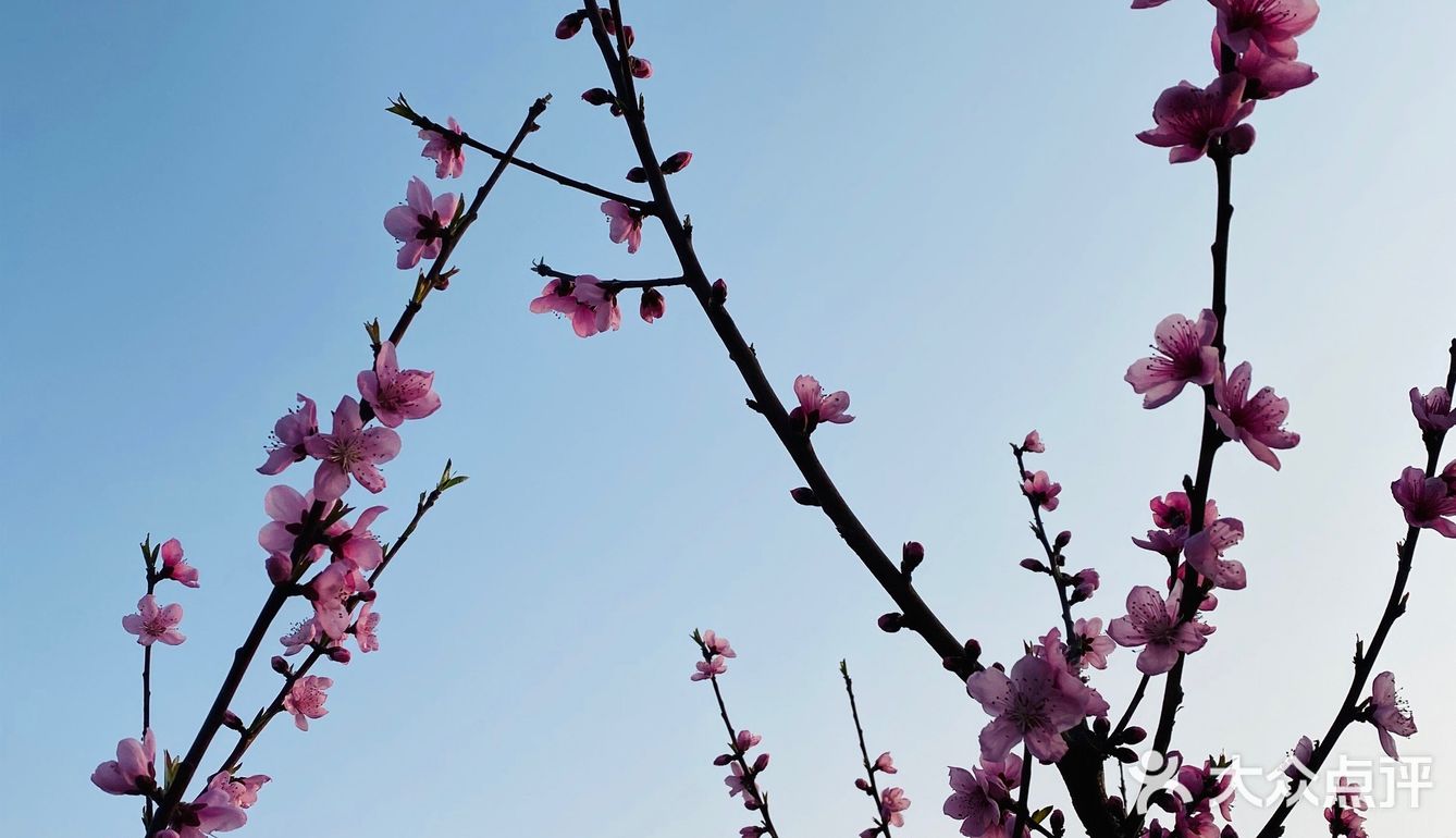 龙泉山山上看桃花,3月5日至3月14日是桃花花蕾含苞