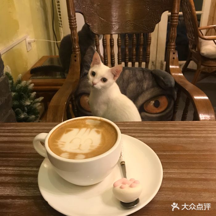 猫色猫咖啡·猫咪咖啡小酒吧图片 - 第199张