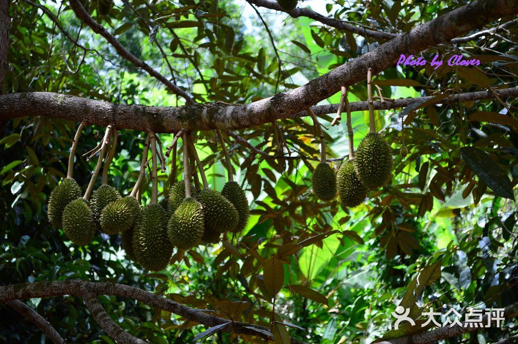 绿洲水果园-榴莲树-环境-榴莲树图片-普吉岛美
