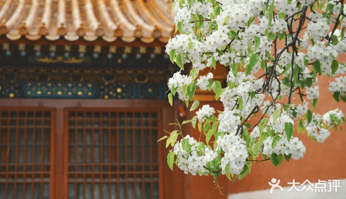 4月|故宫·寿康宫的梨花