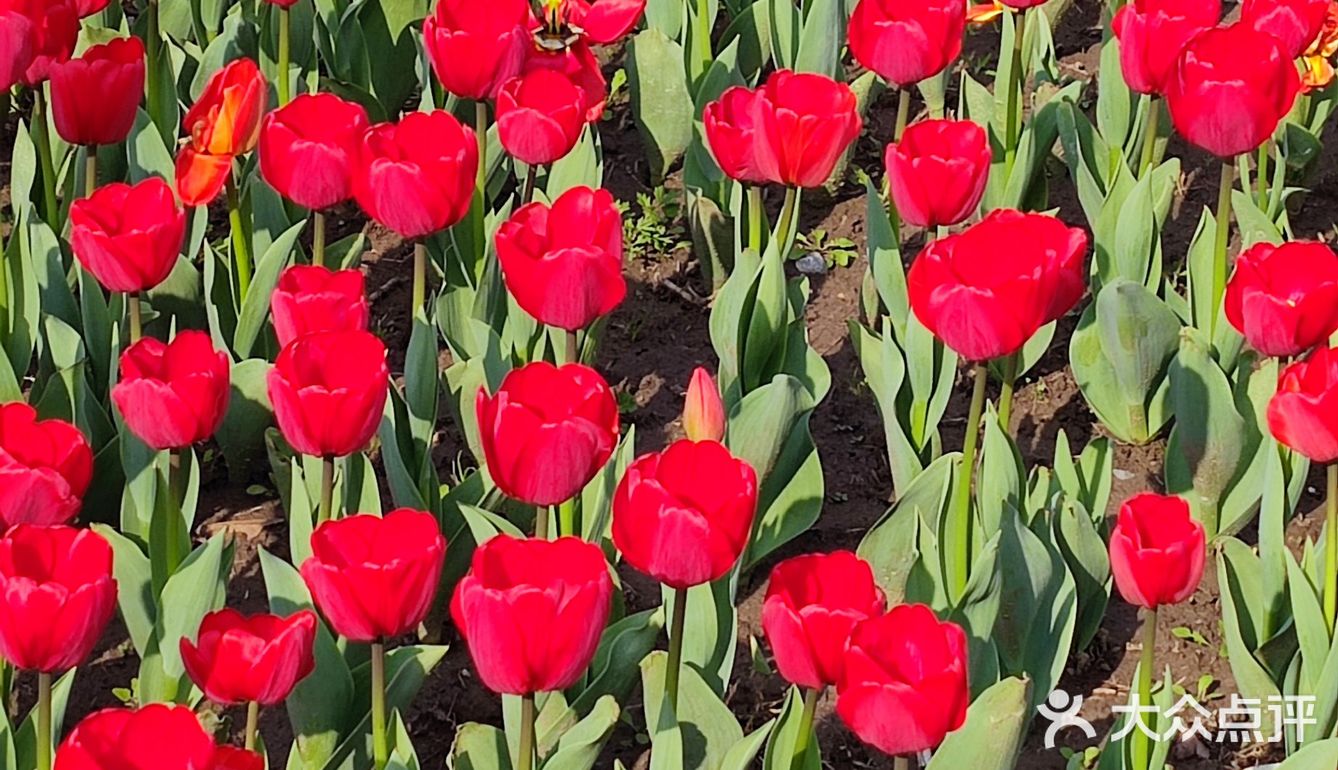 大宁公园郁金香花海