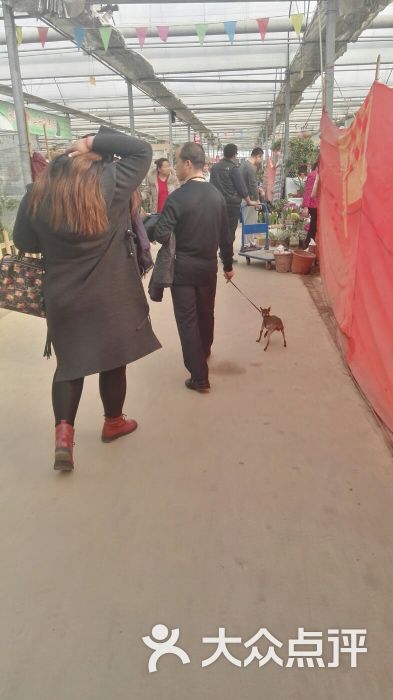 肖家营庙会-图片-石家庄休闲娱乐-大众点评网