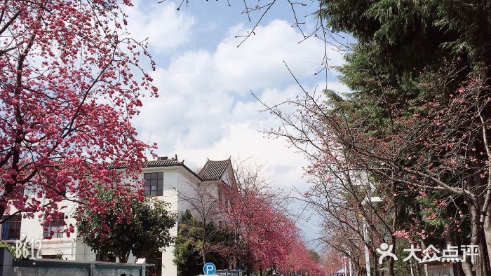 大理大学(古城校区)图片