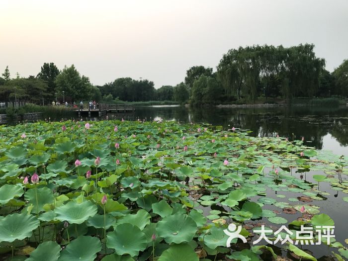 望湖公园-图片-北京周边游-大众点评网