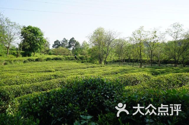花乡茶谷旅游度假风景区图片 - 第10张