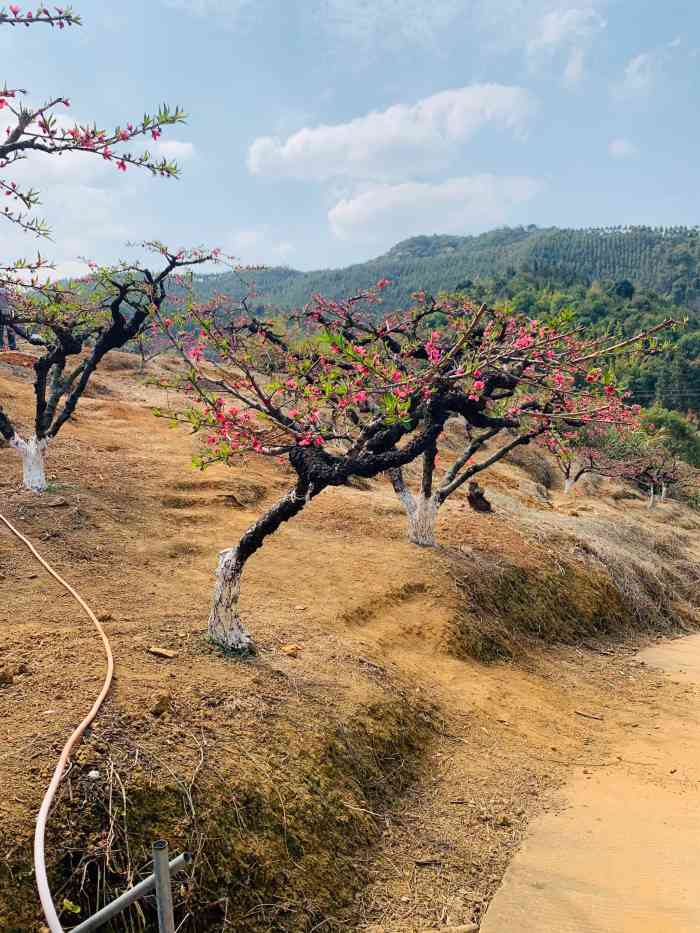 鹰嘴桃农庄-"地址 : 广州从化 吕田镇 苏坑 鹰嘴桃."-大众点评移动版