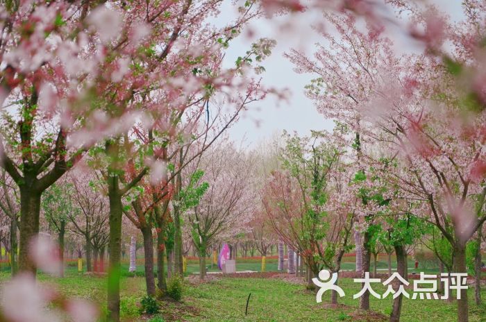大洋湾樱花园图片 - 第1张