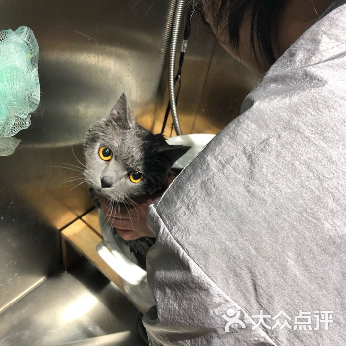 猫公爵猫活体售卖美容寄养