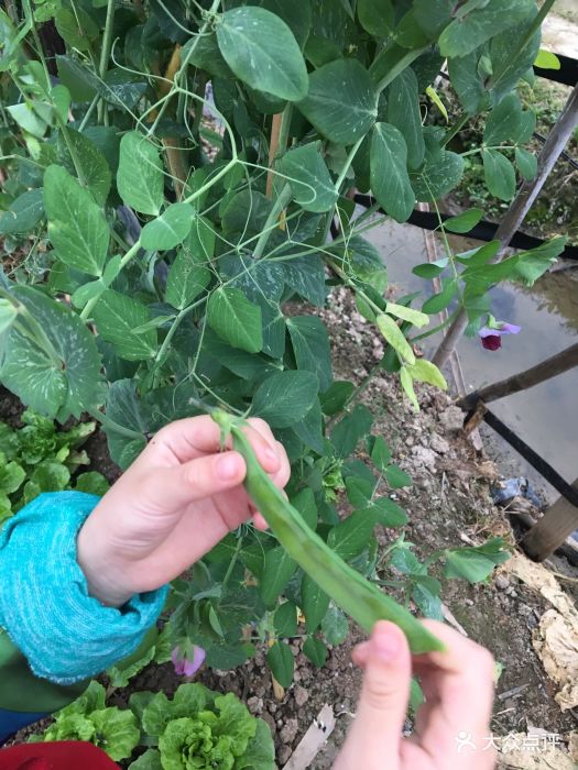 万胜围草莓园在万胜围地铁站C出口直走大概