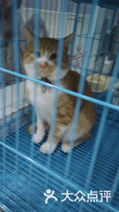 等待领养的猫咪