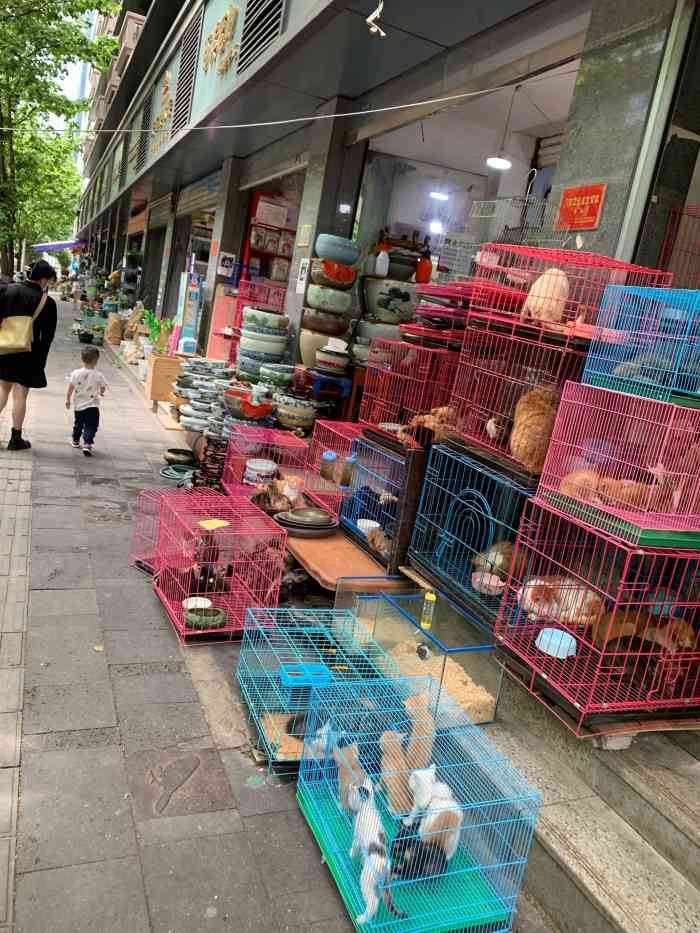 青石桥花鸟鱼虫市场"我总是喜欢无人的时候轻轻地静听,听听花鸟.