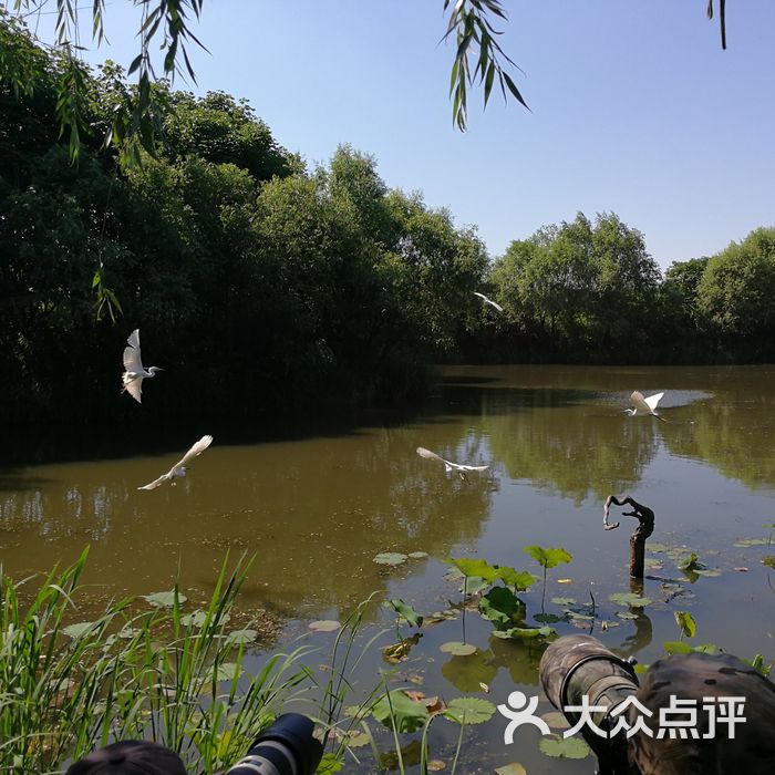 新江湾湿地生态观鸟拍鸟基地