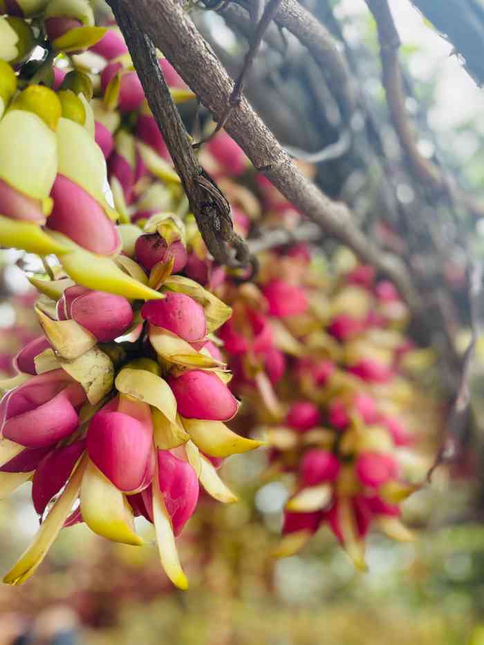 清远市禾雀花基地-"前几年就听说清远禾雀花基地的禾.
