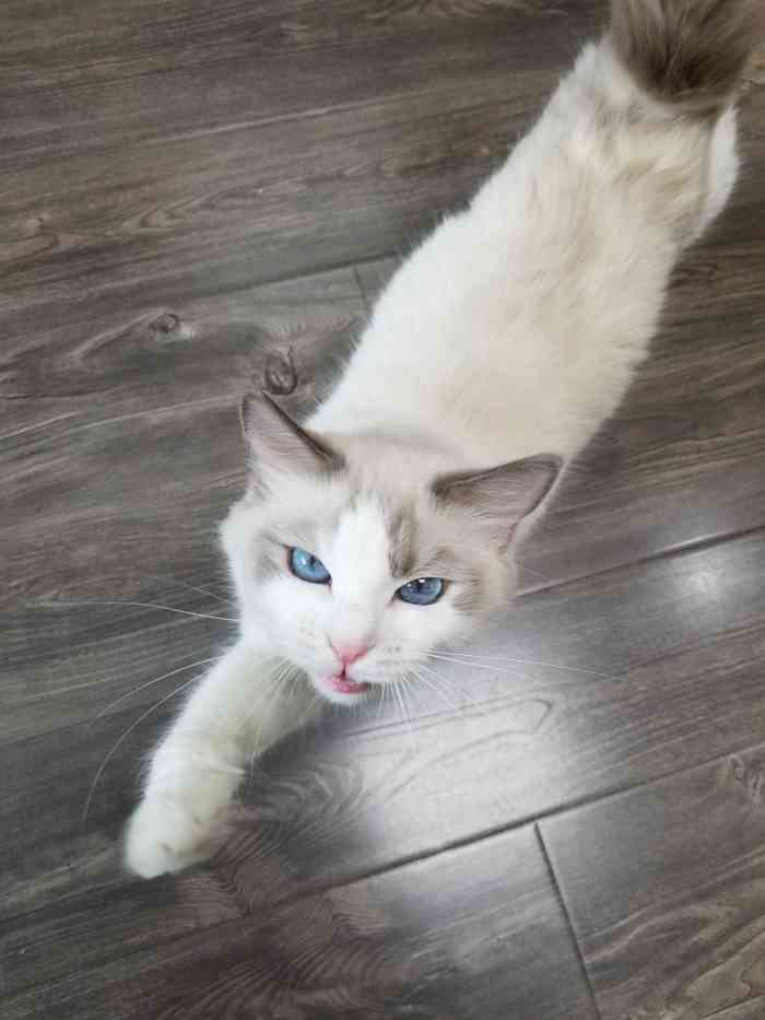 猫福瑞平价健康猫舍布偶金渐层