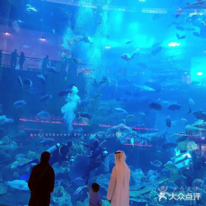 迪拜水族馆及水下动物园-图片-迪拜景点-大众点评网