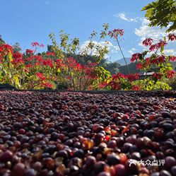 小凹子coffeebeans