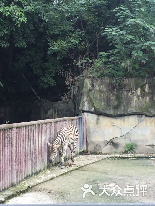 重庆动物园图片 - 第6张