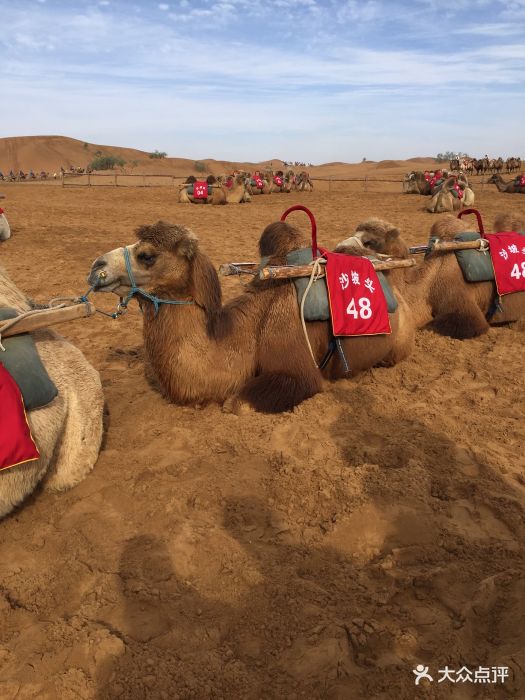 沙坡头旅游区骑骆驼图片 - 第31张