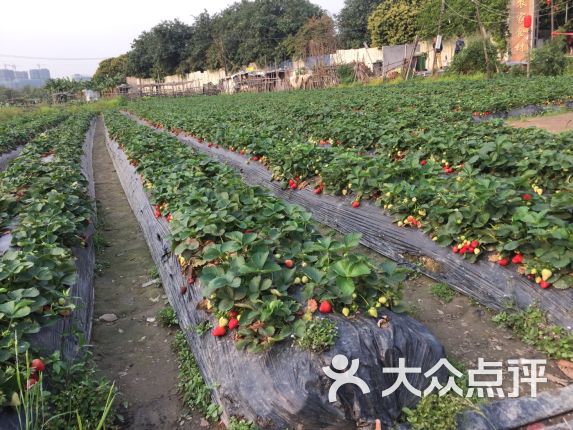 【万胜围草莓园】电话_地址_价格_营业时间_