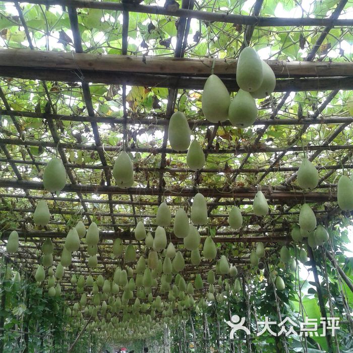 东涌镇大稳村瓜果绿道