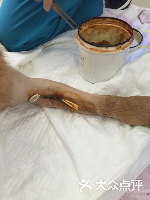 我宠我爱动物医院(沈阳和平店)-图片-沈阳宠物