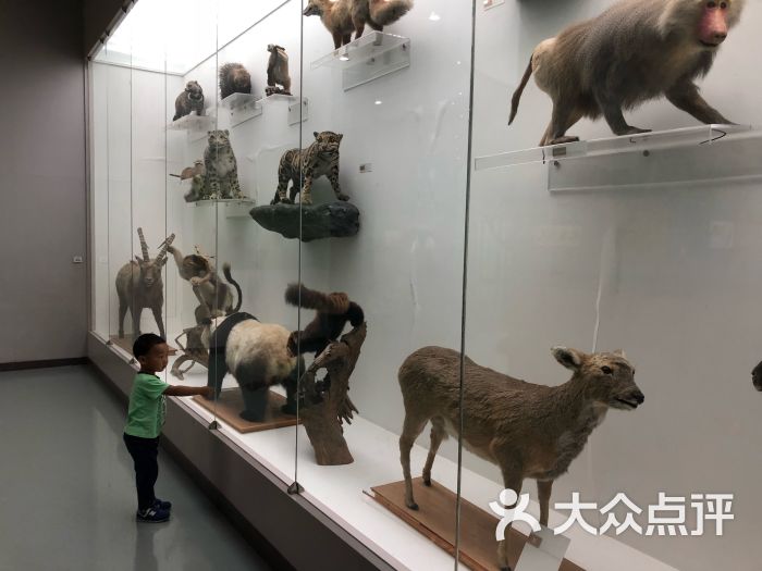 北京自然博物馆图片 第5张
