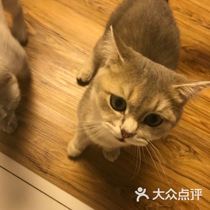 mocha猫咖休闲猫咪生活馆图片 第3张