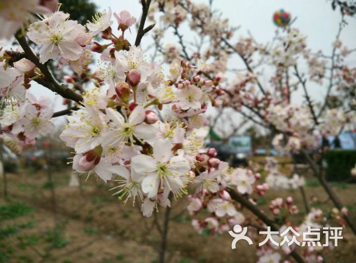 崇明岛刘家村农家乐-图片