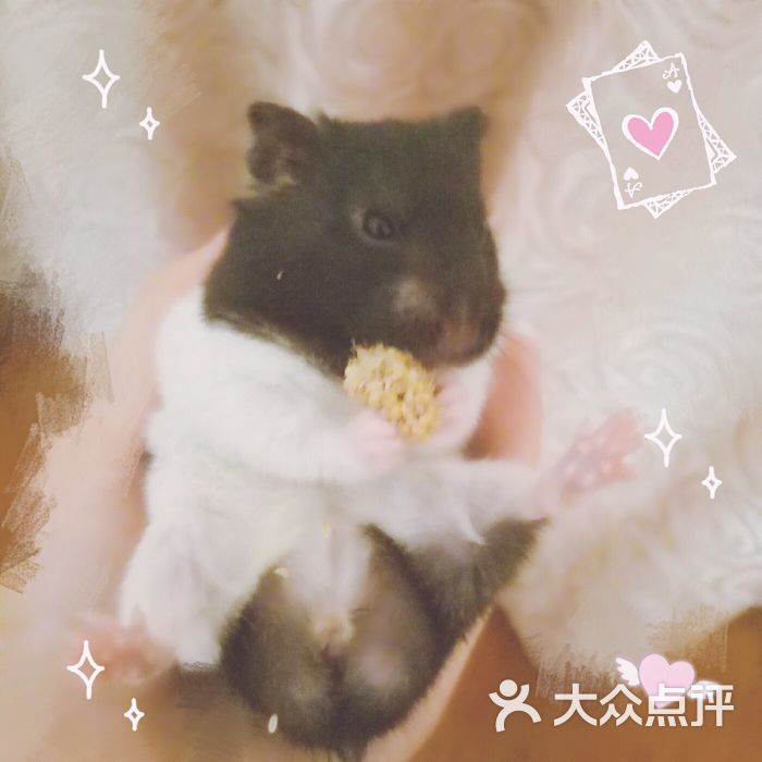 斯恺兔宝宝