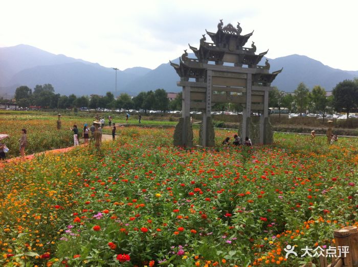 龙门古镇花海图片