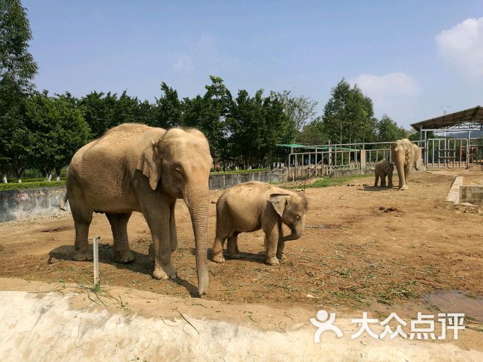 东莞寮步香市动物园图片 第2张