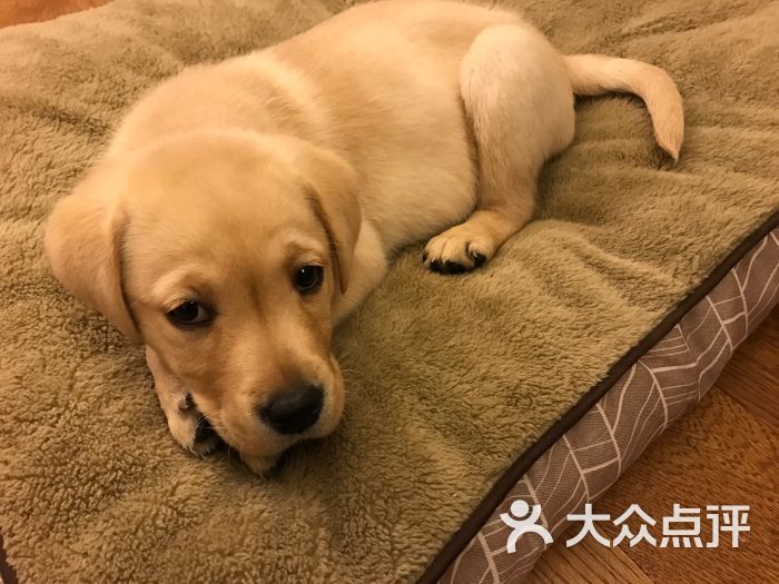 上海宠物店 宠物狗狗买卖交易(上海浦东宠物店