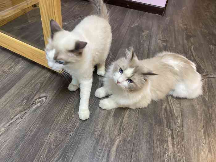 猫福瑞平价健康猫舍布偶金渐层