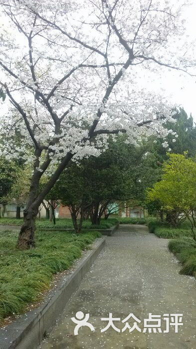 同济大学(沪西校区)图片 第10张