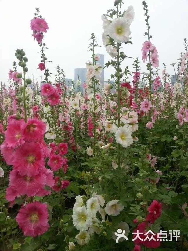 福州花海公园-图片-福州周边游