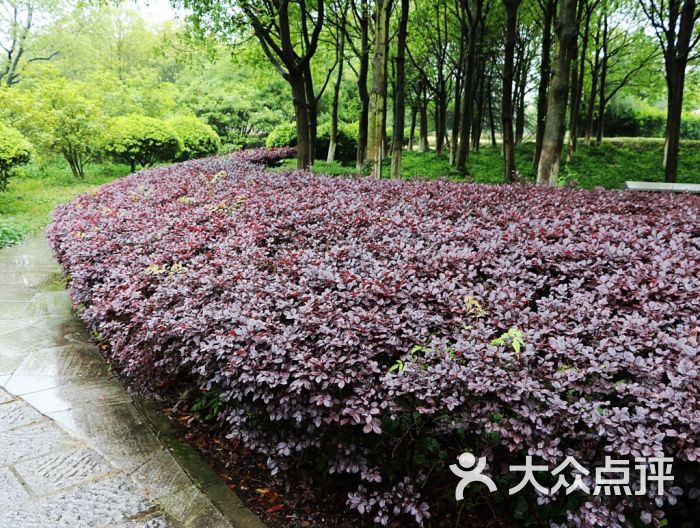 齐山植物公园图片 第16张