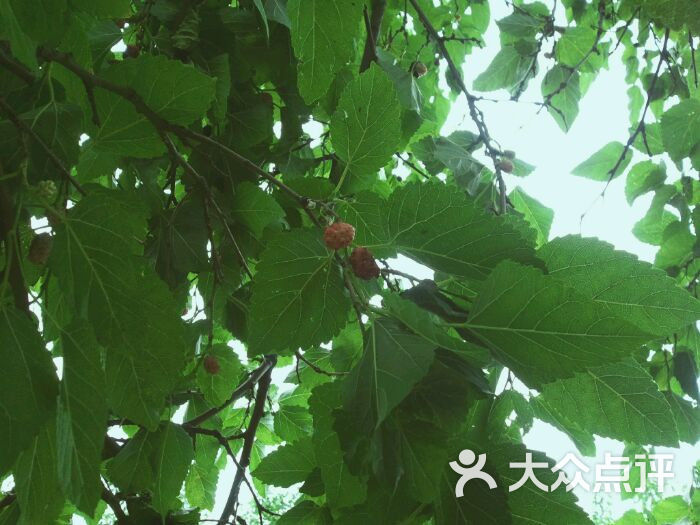 御林古桑园图片 - 第286张