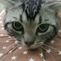 和平动物医院电话, 地址, 价格, 营业时间(图)-宠