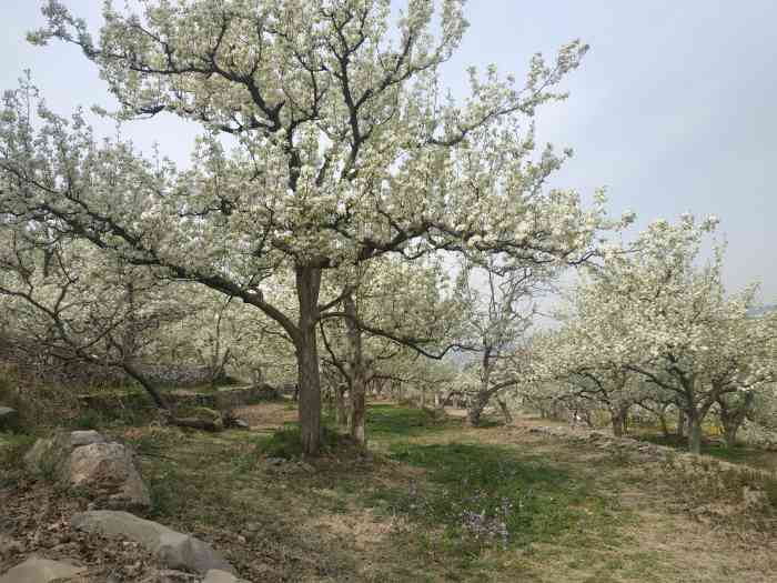 东山贡梨园-"东山贡梨园位于京西门头沟区军庄镇东山