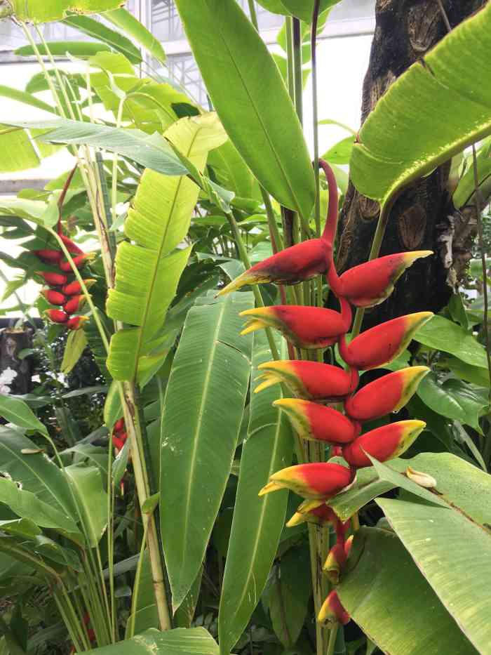 梦之岛热带植物室-"梦之岛热带植物馆:在东京江东区梦