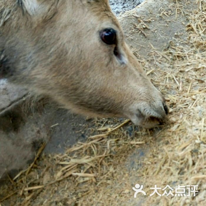 中华麋鹿园-图片-大丰区周边游
