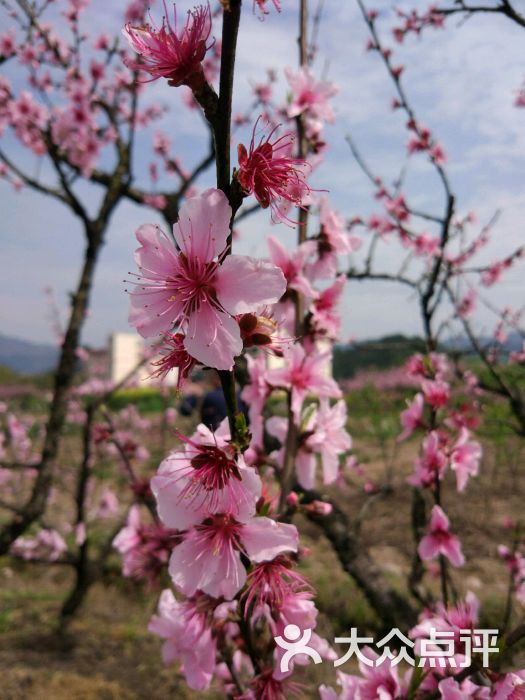 左库村万亩桃花基地图片 - 第5张