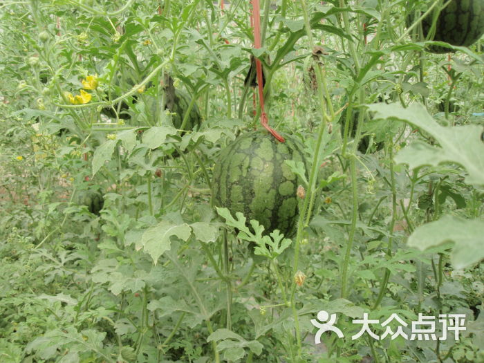 仁风富硒西瓜元芳采摘园(济阳店)pic图片 - 第2张