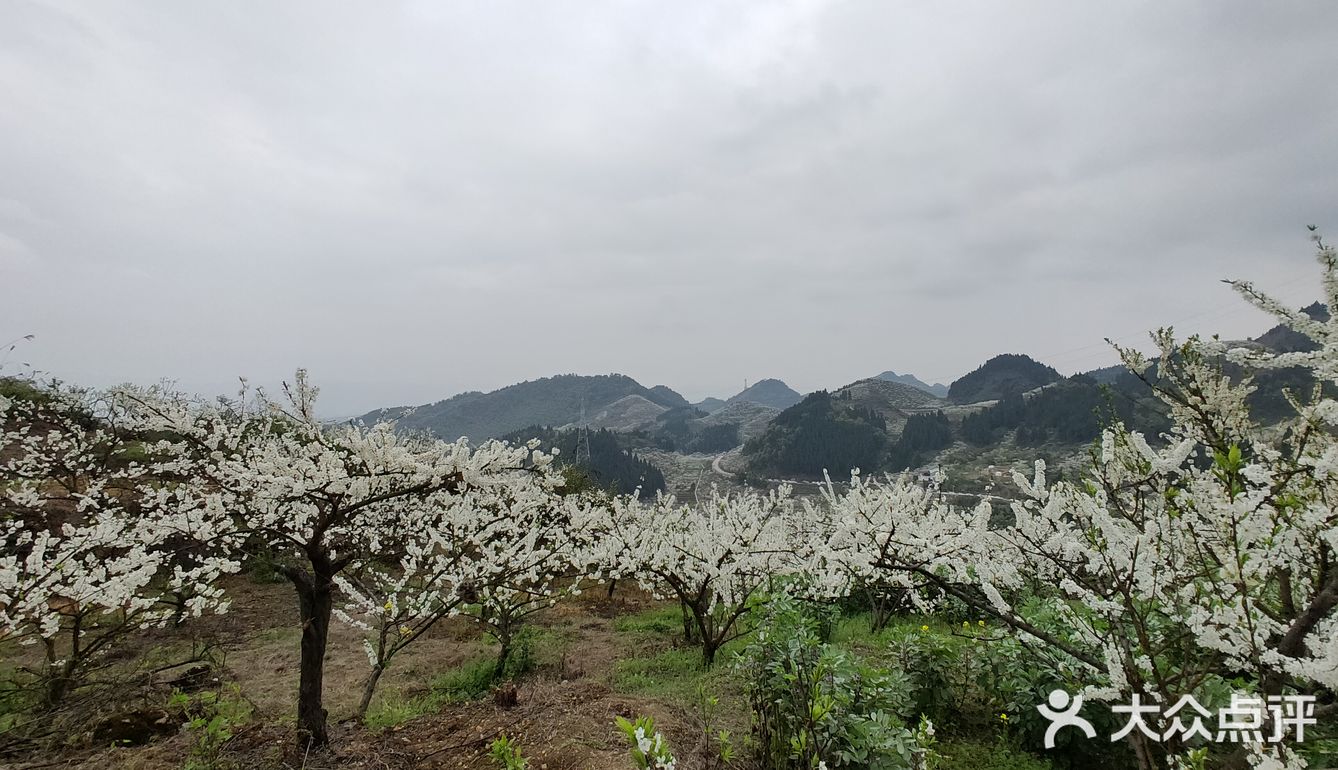 印盒李花生态旅游区位于统景镇印盒村,每年都会来的地方