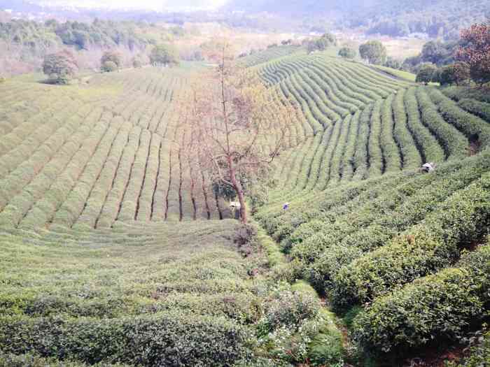 双浦镇双灵村生态茶村-"西湖区双灵生态茶村是个好地方,可以携家带.