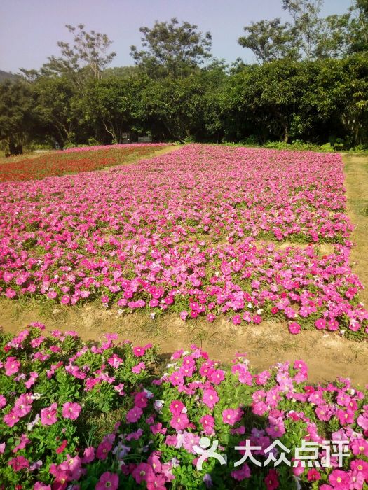 九龙山花仙谷-图片-深圳周边游-大众点评网