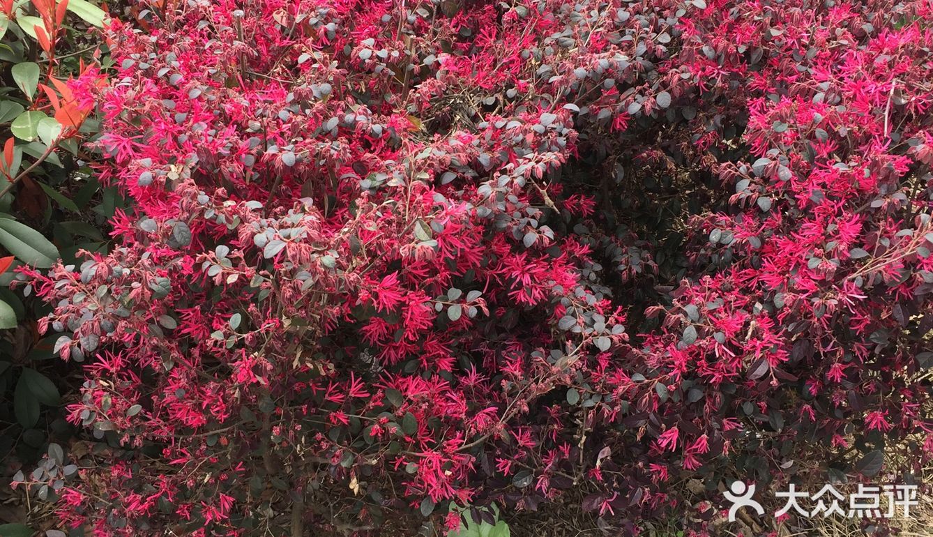 满树红花,极为壮观.现多用于绿化带