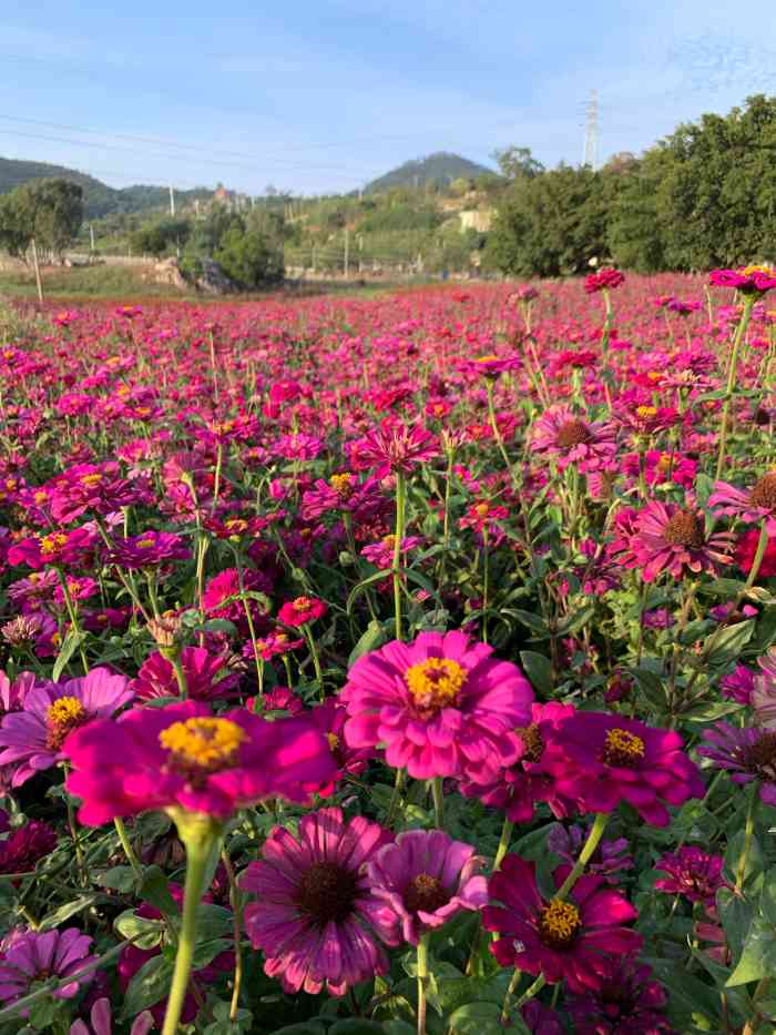 蔡尖尾山公园-"99地理位置:花海是在海沧园林里在马